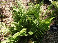 Dryopteris Oreades (fam Dryopteridacees) (Europe, Asie, Amerique du nord) (02) (Photo F. Mrugala)